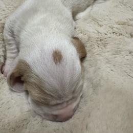 Thelma - Lemon and white female Basset Hound puppy in Maryland from Grind Stone Breeding Kennels