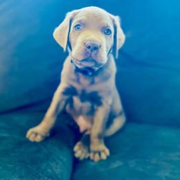Dilute Retriever Puppies from Virdin’s Silver Labs