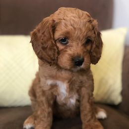 Cavapoo Puppies from Cedar Sprout Puppies