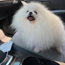 Pomeranian puppies from Twins Dream Poms
