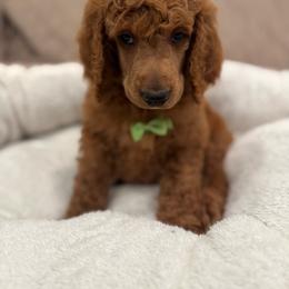 Yellow green collar boy - Red  male Poodle puppy in Riverside, California from Riverside red poodles