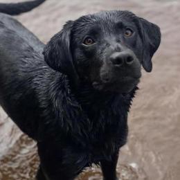 Rose - Black female Labrador Retriever puppy in Tomahawk, Wisconsin from Mahner Labs