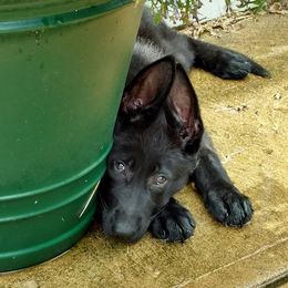 German Shepherd Puppies from Sportwaffen K9