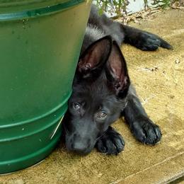 German Shepherd Puppies from Sportwaffen K9