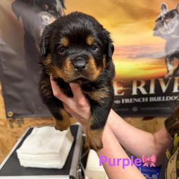 5th pick female - Black and mahogany female Rottweiler puppy in Lyons, Indiana from White River Rottweilers