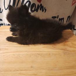 Pink - Black female Pomeranian puppy in Fort Worth, Texas from Ramos' Pommies