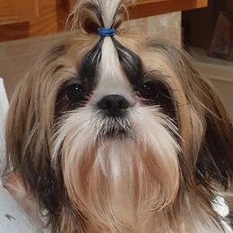 Bonzai - Shih Tzu