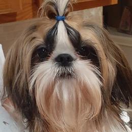 Bonzai - Shih Tzu