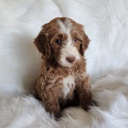 Mr Gray - Apricot male Goldendoodle puppy in Cumming, Georgia from Chattahoochee Kennels