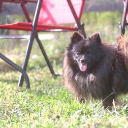 Sparkles - Pomeranian