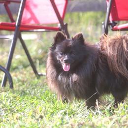 Sparkles - Pomeranian