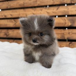 Bluey - Blue merle male Pomeranian puppy in San Antonio, Texas from San Antonio Pomeranian