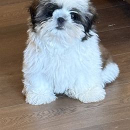 Petey - Red and white male Shih Tzu puppy in Morrisville, Missouri from Sweetbriar Shih Tzu