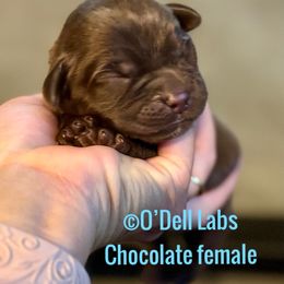 Lindsey - Chocolate female Labrador Retriever puppy in Sullivan, Missouri from O’Dell Labs