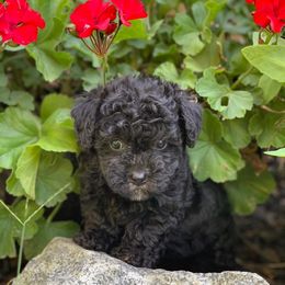 Cockapoo Puppies from Bright and Beautiful Cockapoos