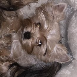 Sophie - Yorkshire Terrier