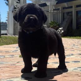 Dark blue Black male - Black male Labrador Retriever puppy in Menifee, California from The Golden Leash Kennels