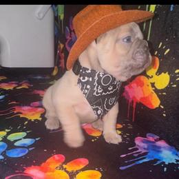 Future Legend - Blue fawn male French Bulldog puppy in Fort Wayne, Indiana from Jack & Ruby’s Frenchies