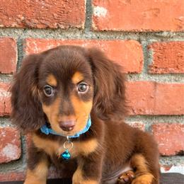 Bear - Chocolate and tan male Dachshund puppy in Arcadia, California from Cruz Industries - Dachshund Company & French Bulldog Company