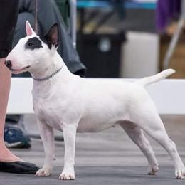 Miniature Bull Terrier puppies from Virtue Bull Terriers & Miniature Bull Terriers