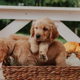 Golden Retriever Puppies from Morgan’s Heart of Gold Retrievers