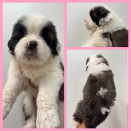 Pink - Mahogany and white female Saint Bernard puppy in Ladysmith, Wisconsin from Northwoods Saint Bernards