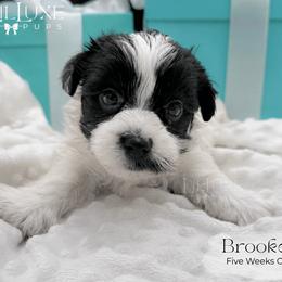Brookes - Parti male Yorkshire Terrier puppy in Scottsdale, Arizona from Lil Luxe Pups