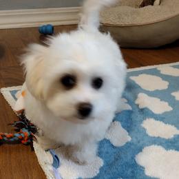 Coton de Tulear Puppies from Coton Country