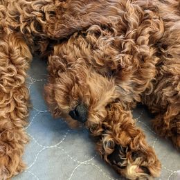 Aussiedoodle, Cavapoo, and Poodle Puppies from Robin's Nest Farm