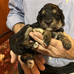 Aussiedoodle Puppies from Cornerstone Aussiedoodle Dogs