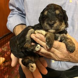 Aussiedoodle Puppies from Cornerstone Aussiedoodle Dogs