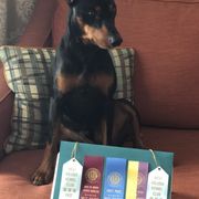 German Pinschers from Heather's German Pinscher Stud Dog
