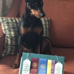 German Pinschers from Heather's German Pinscher Stud Dog