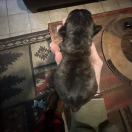Girl 2 - female French Bulldog puppy in Livingston, Texas from Drake Home Frenchies