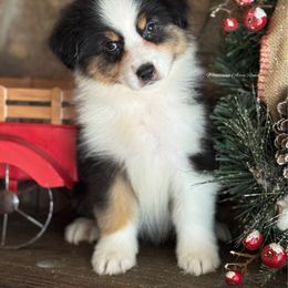 BTF2 - Black tri-color female Australian Shepherd puppy in Chehalis, Washington from Wandering Acres Ranch