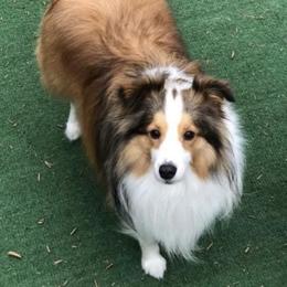 Shetland Sheepdog All Grown Up from Fox Point Farm Toy Shelties