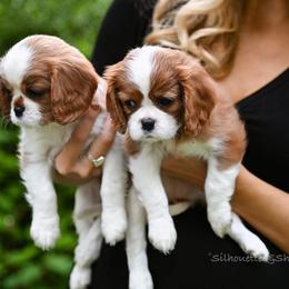 Cavalier King Charles Spaniel Puppies from Cane Creek Cavaliers