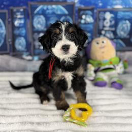 Bernedoodle and Goldendoodle Puppies from Donnas Deluxe Doodles LLC