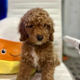 Poodle puppies from Shaggy Mountain Pups LLC