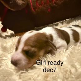 Ginny - Piebald female Dachshund puppy in Onalaska, Texas from Nicholes Doxies