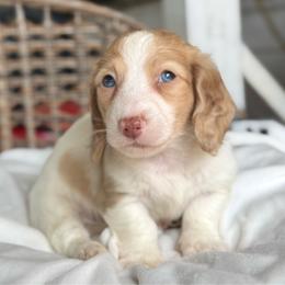 Comet - Piebald male Dachshund puppy in Duncanville, Alabama from Bear Creek