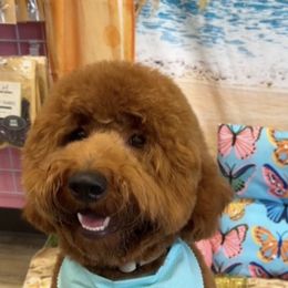 Cavapoo, Goldendoodle, and Poodle All Grown Up from Dlm_doodles