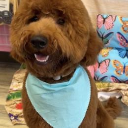 Cavapoo, Goldendoodle, and Poodle All Grown Up from Dlm_doodles
