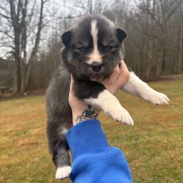 Yellow - Agouti and white female Siberian Husky puppy in Jonesborough, Tennessee from Dry Creek Siberians