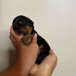 Winnie - Black and tan female Cavalier King Charles Spaniel puppy in Gonzales, Texas from Veach Cavaliers & Farm