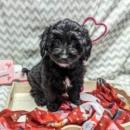 Aussiedoodle, Australian Shepherd, Bernedoodle, Cockapoo, and Poodle Puppies from Sis' Doodles & Poodles