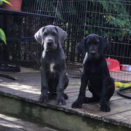 Great Dane Puppies from Sterling Danes