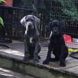 Great Dane Puppies from Sterling Danes