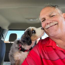 Aussiedoodle, Bernedoodle, Poodle, Shihpoo, and Shih Tzu Puppies from Route 66 Poodles & Doodles, Sapphire Shih-tzu's of Ohio
