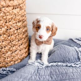 Dungaree - Parti male Goldendoodle puppy in Greencastle, Indiana from Willow & Co.